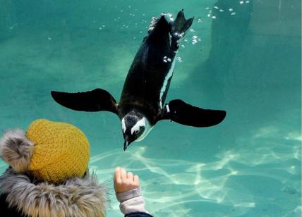 Befana “animale” al Bioparco: arrivano i pinguini. Ingresso gratis con il frac