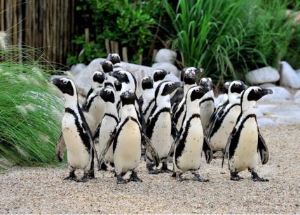 Bioparco: arrivate 9 coppie di pinguini del Capo, specie a rischio estinzione
