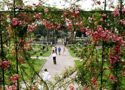 Esplode la primavera di Roma. Profumi e colori: roseto aperto dal 21 aprile