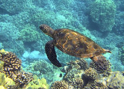 Zoomarine salva 3 tartarughe marine spiaggiate, mercoledì il ritorno in acqua