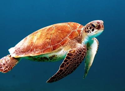 tartarughe