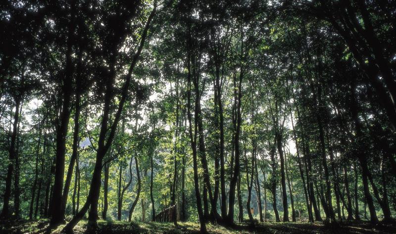 Unesco foresta umbra
