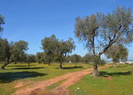 A Caprarica, in Salento, la camminata tra gli olivi