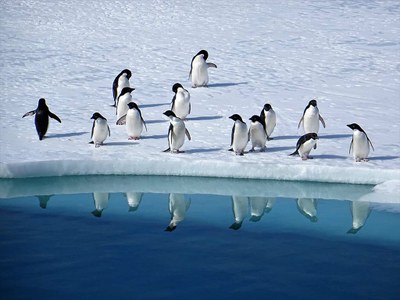 Antartide, droni italiani per i ricercatori.Realizzato censimento dei pinguini