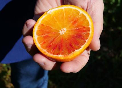 Cina, in Asia approda la collezione d'arance rosse italiane