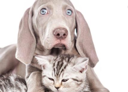 Natale, arriva il Calendario dell'Avvento di Ca' Zampa per Cani e Gatti