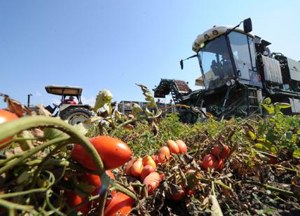 Allarme frutta e verdura, nel Lazio si coltivano con medicinali illegali