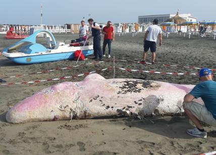 Ostia, cucciolo di capodoglio morto trovato in spiaggia. Wwf: “È emergenza”