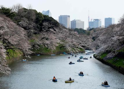 Giappone, lo spettacolo della fioritura dei ciliegi a Tokyo