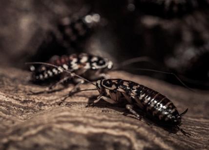 Resistenza agli insetticidi: blatte e scarafaggi diventeranno invincibili