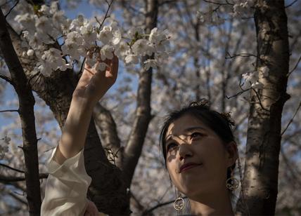 Splendida fioritura di ciliegi nel parco Yuyuantan di Pechino