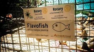 flavo flavo