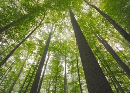 Scienza, le foreste che crescono al caldo sono più efficienti