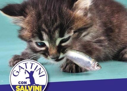 Le sardine invadono l’Italia. Salvini risponde coi gattini. LA MAPPA