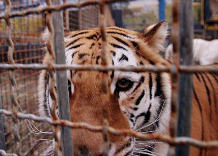 Bari, domatore ucciso da 4 tigri di un circo Orfei