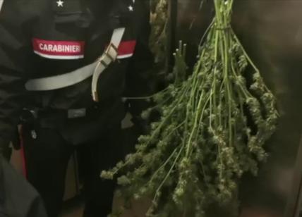 Bunker della droga a Villa Adriana: in casa una maxi piantagione di marijuana
