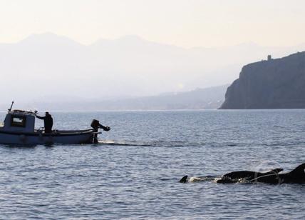 pelagos copertina
