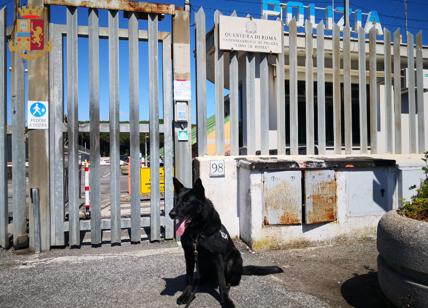 Il cane Condor colpisce ancora: maxi sequestro di droga e pusher in manette