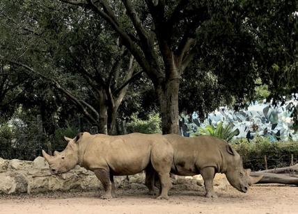 Fossili viventi a Roma, sono due rinoceronti: si chiamano Thomas e Kibo