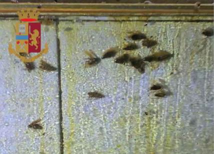 Ristorante degli orrori al Porto Fluviale: locale invaso da insetti, chiuso
