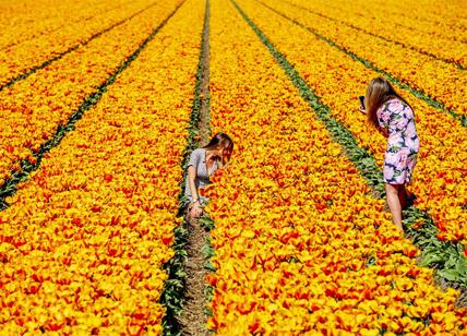 Spettacolare fioritura dei tulipani in Olanda