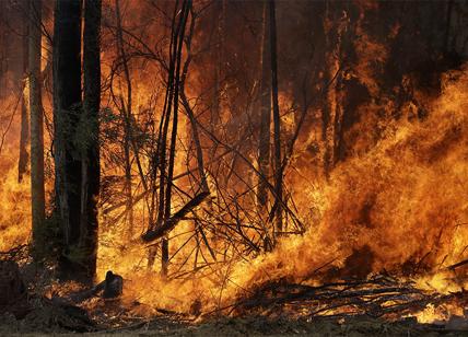 Non si fermano le fiamme degli incendi che stanno devastando l'Australia
