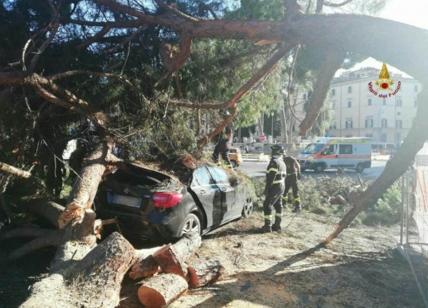 Albero crolla e distrugge un'auto a Piazza Venezia: ferita la conducente