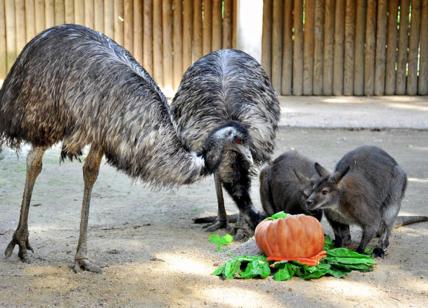 Australia in fiamme, il Bioparco onora gli animali: festa con canguri ed emù