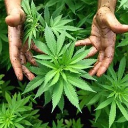 Lodi: sequestrata maxi piantagione di marijuana, due giovani denunciati