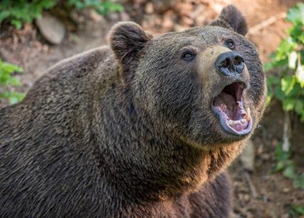 Orrore allo zoo in Cina: guardiano sbranato da orsi, turisti sconvolti - VIDEO