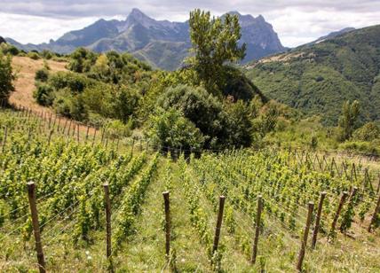 Vino toscano, per la promozione sui mercati internazionali 13,5 milioni