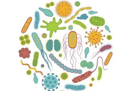 Dopo i 50anni bisogna fare più attenzione al microbiota instestinale