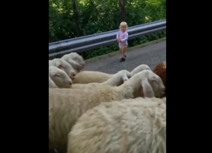 Ketrin, bimba prodigio che a 2 anni pascola il gregge di pecore. VIDEO