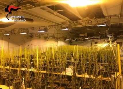 Droga: serra con 950 piante di marijuana, arrestato