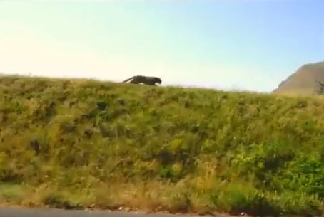 La pantera nera terrorizza la Puglia: felino avvistato ma imprendibile. VIDEO