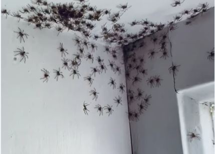 Entra nella stanza della figlia e trova ragni velenosi ovunque. VIDEO