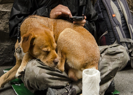 Milano, sequestrati due cani usati dai senzatetto per l'elemosina