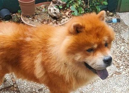 Rick Karsdorp, il giallorosso ritrova il suo cane grazie a un post su Facebook