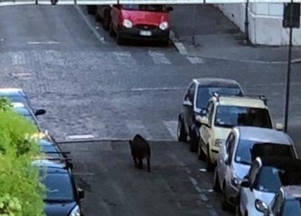 Emergenza Cinghiali in Vaticano: animale passeggia per le strade di Borgo