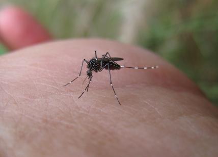 Le zanzare pungono di più alcune persone rispetto ad altre: ecco perchè