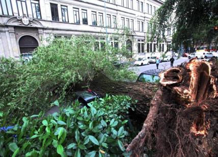 Milano, crolla albero su auto in via San'Ambrogio