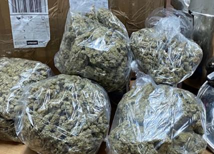 Droga per le vacanze, a Nettuno maxisequestro di marijuana: 60 kg di erba