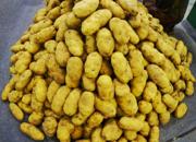 Produrre caseina dalle patate: si può con l'agricoltura molecolare
