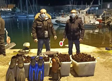 Santa Marinella, dalla Puglia per rubare 10mila ricci: multati due pescatori