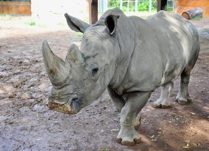 Domenica 25 giornata del rinoceronte: l'appello di Thomas e Kibo: “Salvateci”