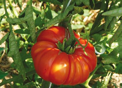 Salute, pomodori modificati geneticamente: produrranno più vitamina D