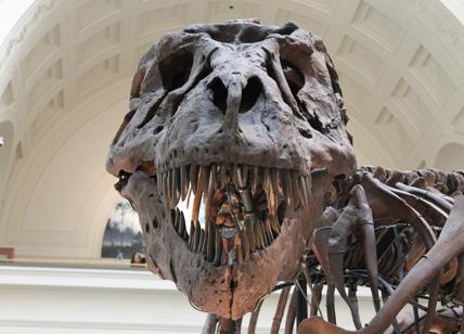 In vendita scheletro di un T-Rex: base d'asta 25 mln