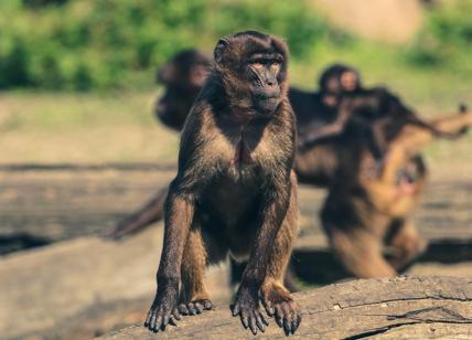 Vaiolo scimmie, l'OMS cambia il nome per evitare discriminazioni e razzismo
