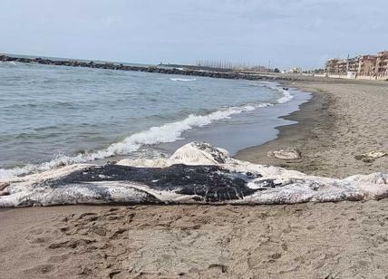 Ostia, balena di 10 tonnellate morta sugli scogli: rimozione in corso