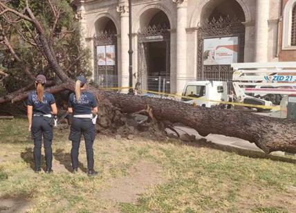 Crolla un pino di 30 metri a piazza San Marco, accanto all'Altare della Patria